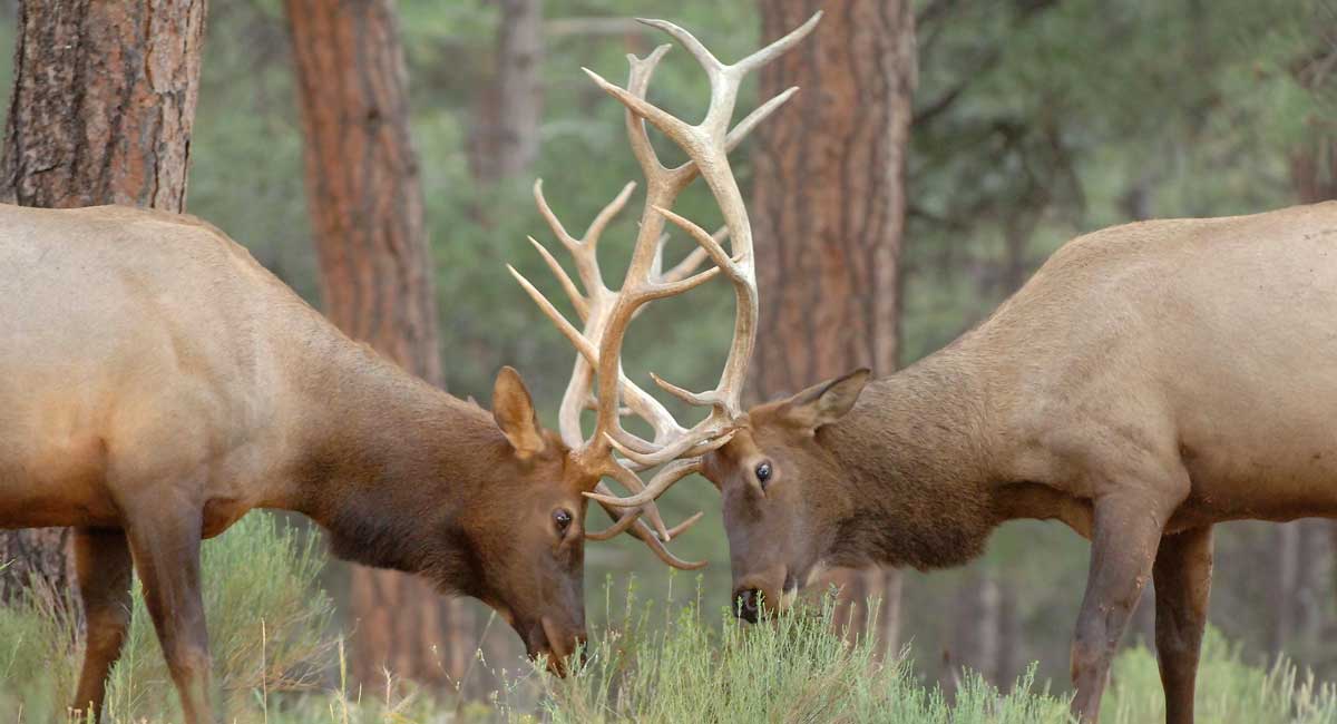 arizona-elk-draw-results-now-available-rocky-mountain-elk-foundation