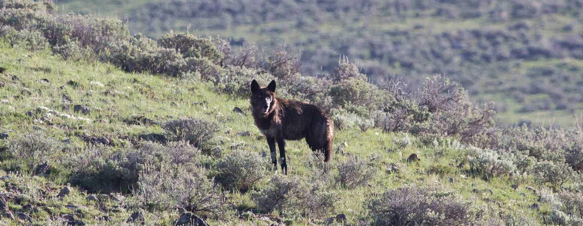 Oregon Wolf Hunting