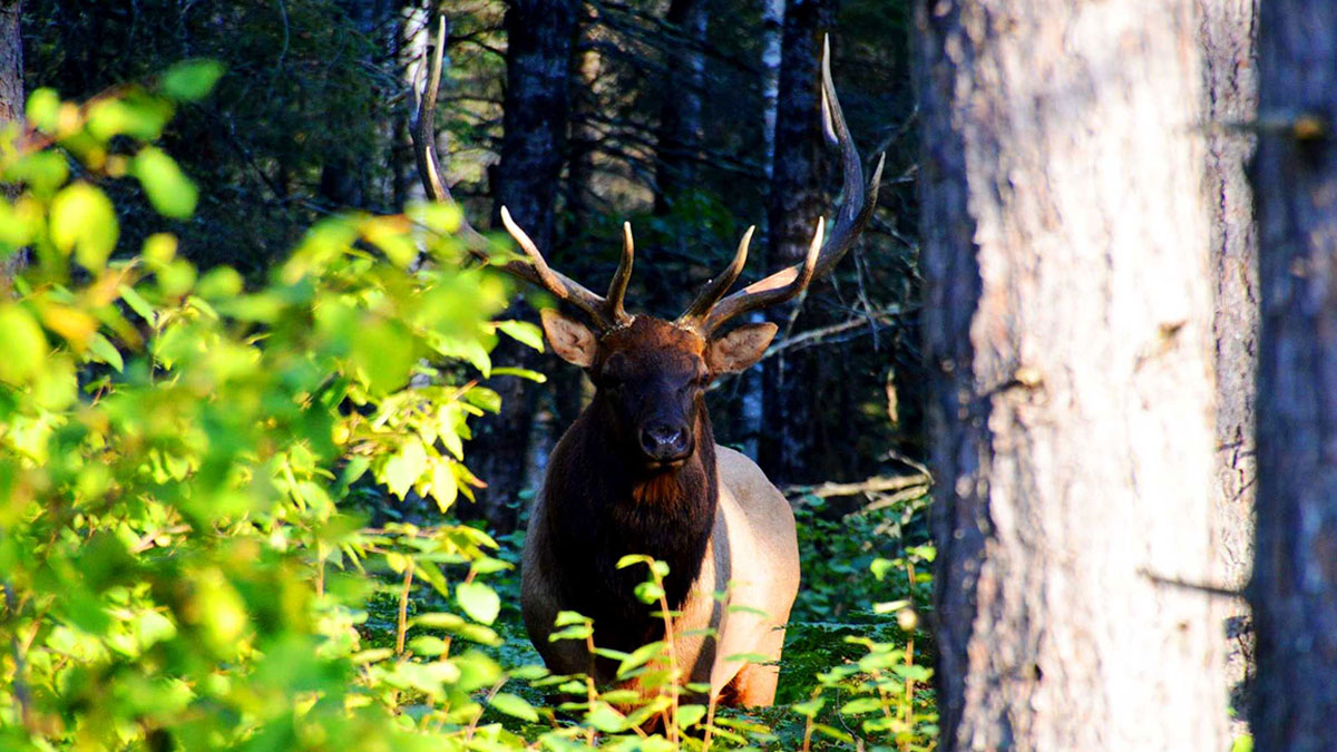 Minnesota Increases Quota for 2020 Elk Hunt Rocky Mountain Elk Foundation