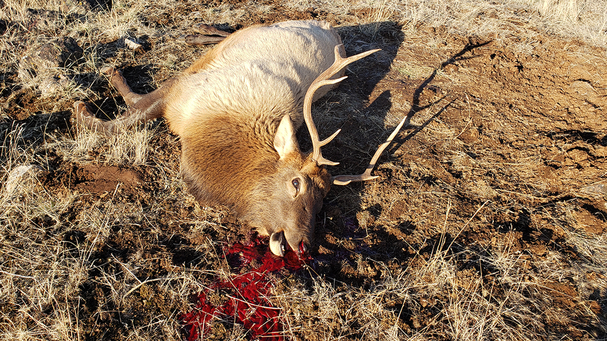 Three Elk Poached in West-central Oregon | Rocky Mountain Elk Foundation